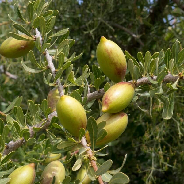 Arganöl
